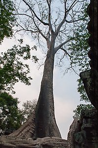 About Counselling. tree